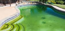 Book Swimming Pool Green to Clean Service